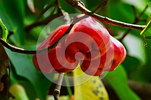 Java Apple On Tree