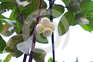 Java apple on tree in farm