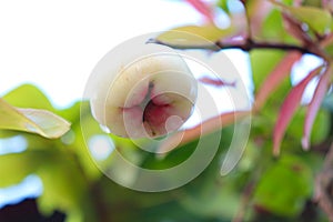 java apple on tree in farm