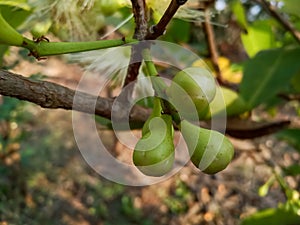 Java apple, wax apple flower and baby fruits are grow on tree