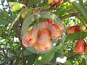 Java apples or rose apples photo
