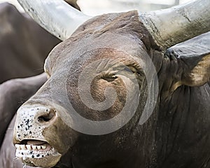 Java banteng