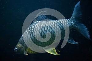 Java barb Barbonymus gonionotus.