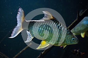 Java barb Barbonymus gonionotus.