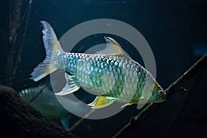 Java barb Barbonymus gonionotus.