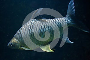 Java barb Barbonymus gonionotus.
