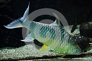 Java barb Barbonymus gonionotus.