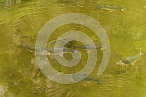 Java barb Barbonymus gonionotus, also known as the silver barb