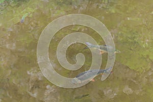 Java barb Barbonymus gonionotus, also known as the silver barb