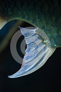 Java barb Barbonymus gonionotus.