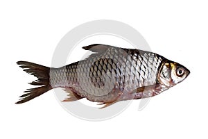 Java barb Fish isolated on white background