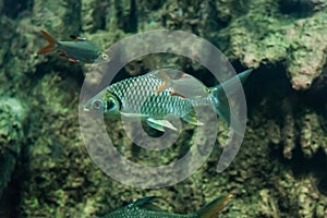 Java barb, Silver barb