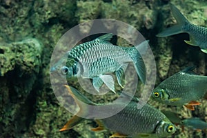 Java barb, Silver barb