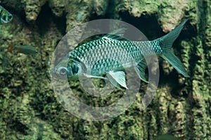 Java barb, Silver barb