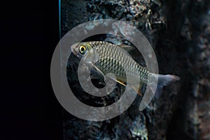 Java barb, Silver barb