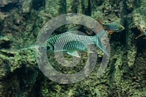 Java barb, Silver barb