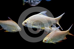 Java barb, Silver barb fish in aqurium