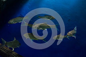 Java barb, Silver barb