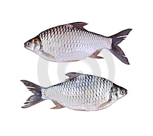 Java barb or Silver barb of freshwater fish isolated on white ba