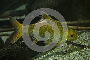 The Java barb, silver barb Barbonymus gonionotus.