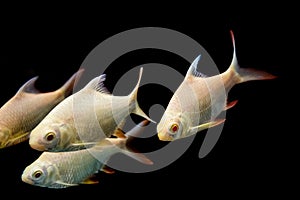 Java barb, Silver barb fish in aqurium