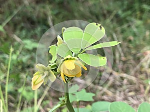 Java Bean Coffee Weed Wildflower - Senna obtusifolia - Sicklepod