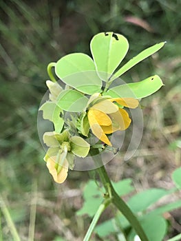 Java Bean Coffee Weed Wildflower - Senna obtusifolia - Sicklepod