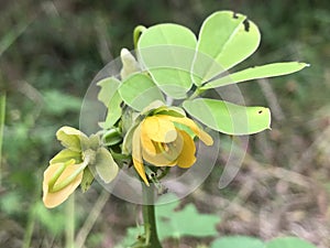 Java Bean Coffee Weed Wildflower - Senna obtusifolia - Sicklepod
