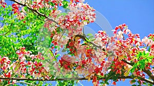 Java Cassia or Pink Shower or Apple Blossom Tree or Rainbow Shower Tree blooming in summer