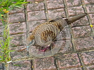 Java dove is having sunbathing