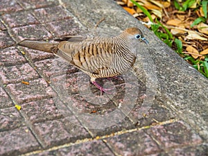 Java dove is having sunbathing