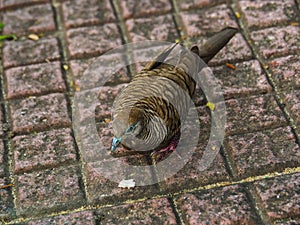 Java dove is having sunbathing