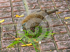 Java dove is having sunbathing