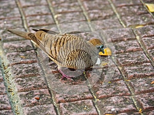 Java dove is having sunbathing