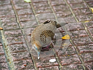 Java dove is having sunbathing
