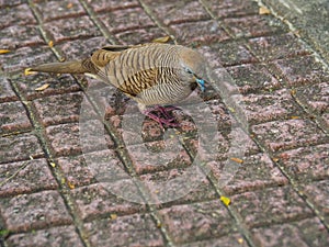Java dove is having sunbathing