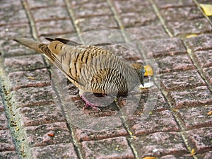 Java dove is having sunbathing