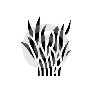 java fern glyph icon vector illustration photo