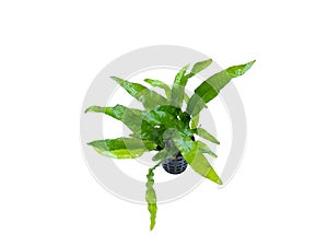 Java fern (Leptochilus pteropus) aquarium plant isolated on white background