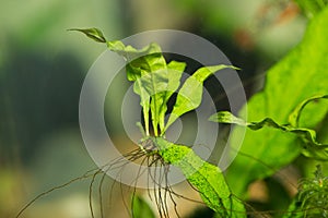 A Java Fern plantlet growing on the mother plant in aquarium