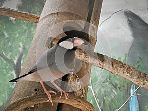 Java Finch - Lonchura oryzivora