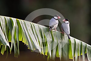 Java Finches