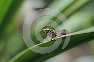 Java flying frog or Javan tree frog