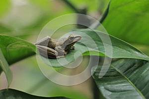 Java flying frog or Javan tree frog