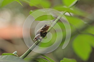 Java flying frog or Javan tree frog