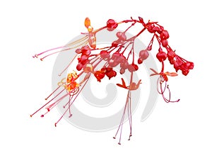 Java Glorybower Flower