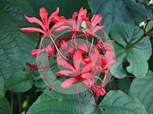 Java Glorybower Pink Flower