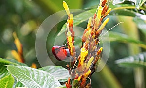 This is a Java honey bird. The Java honeybird belongs to the Nectariniidae group of birds.