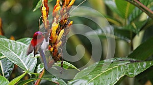 This is a The Java honeybird. The Java honeybird belongs to the Nectariniidae group of birds.