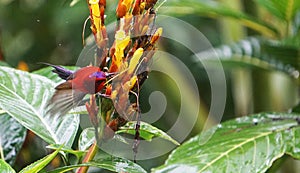 This is a The Java honeybird. The Java honeybird belongs to the Nectariniidae group of birds.